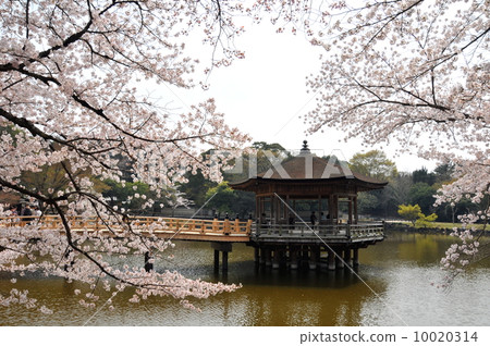 奈良縣奈良公園Sakura no Ukifumido 10020314
