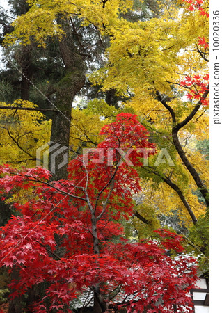 Hirin寺秋葉 Hirin寺秋葉 10020336