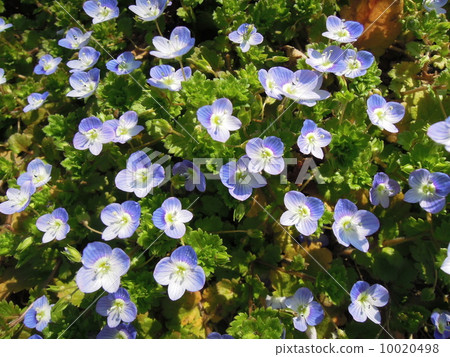 Ooo whale Ooo whale 10020498