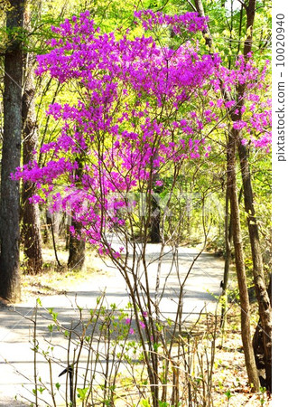 Mitsuba Azalea 10020940