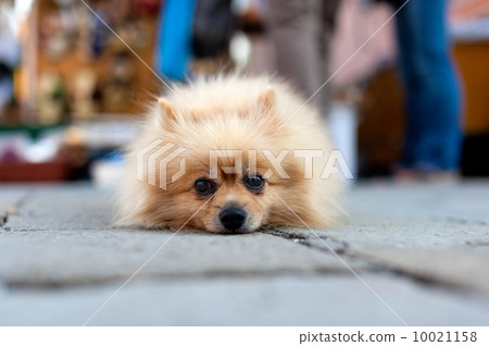 Spitz Spitz 10021158