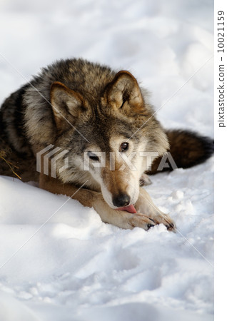 Wolf Wolf 10021159
