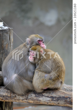 Pair of monkeys Pair of monkeys 10021160