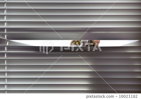 Curiosity Curiosity 10021182