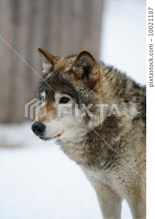 Wolf 10021187