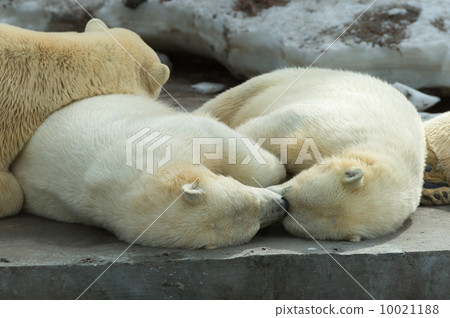 Polar bears family sleeping Polar bears family sleeping 10021188