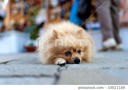 Spitz Spitz 10021189