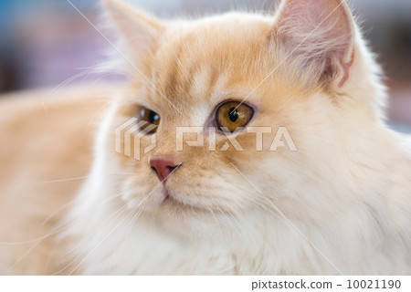 Relaxed orange-white cat Relaxed orange-white cat 10021190