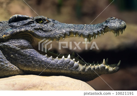 Siamese freshwater crocodile smiling Siamese freshwater crocodile smiling 10021191