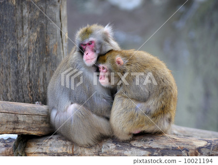 Pair of monkeys Pair of monkeys 10021194