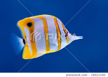 Copperband butterfly fish 10021200