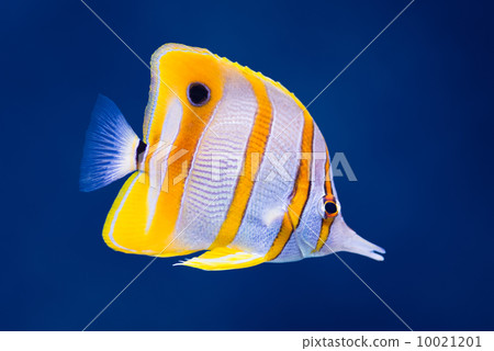 Copperband butterfly fish 10021201