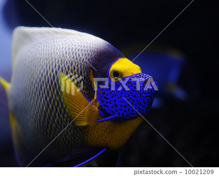 Tropical fish Tropical fish 10021209
