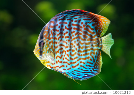 Discus, tropical decorative fish Discus, tropical decorative fish 10021213