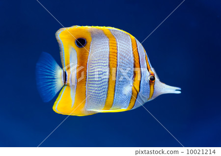 Copperband butterfly fish Copperband butterfly fish 10021214