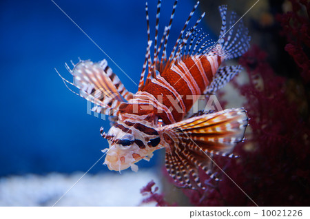 Lionfish 10021226