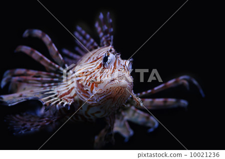 Lionfish 10021236