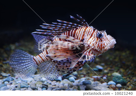 Lionfish Lionfish 10021240