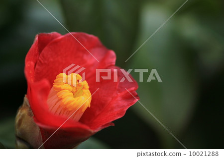 One camellia camellia 10021288