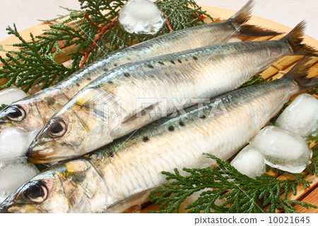 沙丁魚沙丁魚原料日本式白色背景 沙丁魚沙丁魚原料日本式白色背景 10021645