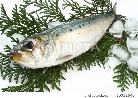 沙丁魚Shirozen未加工的成份日本食物白色背景 10021646