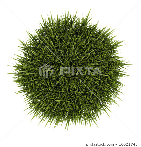 top view of decorative grass isolated on white background 10021743