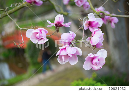 Beautiful pink magnolia flowers on branch 10021982