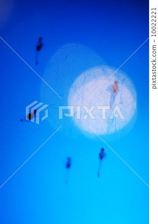 Clione 10022221