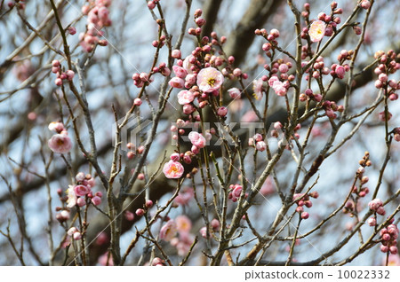 Pink plum blossoms started to bloom (Fukaya city, Saitama Prefecture) 10022332