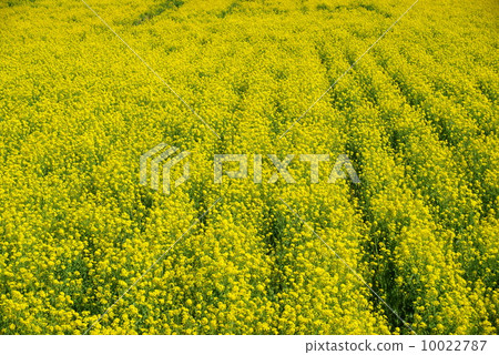 Rapeseed field 10022787