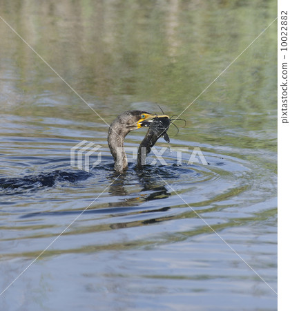 Double-crested Cormorant (Phalacrocorax carbo) 10022882
