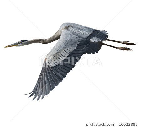 Great Blue Heron 10022883