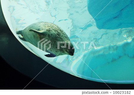 戈馬海豹 10023182