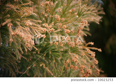 Cedar pollen Cedar pollen 10023253