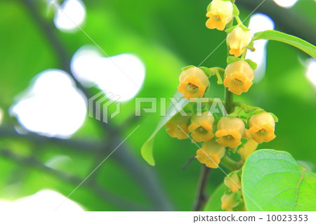 Persimmon tree flowers Persimmon tree flowers 10023353