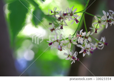 Sendan Flower 10023354