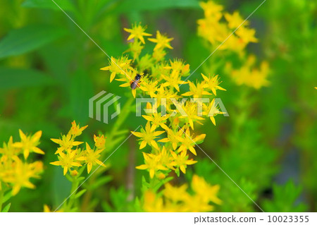 Banana flowers and insects 10023355