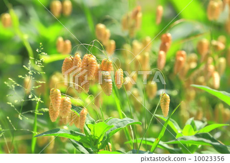 Ogreyed grass seed 10023356