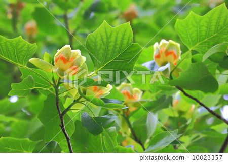 Tulip flowers 10023357