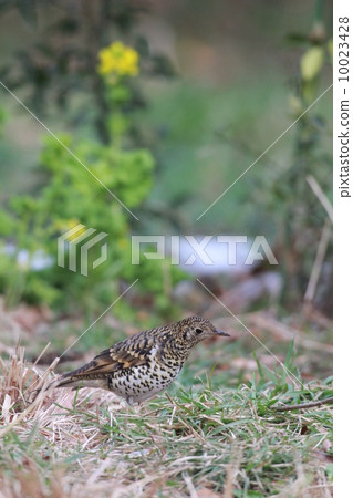 Tratumegi Tratumegi 10023428