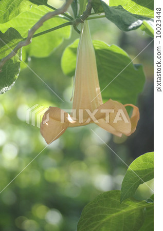 Angels trumpet flowers 10023448