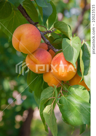 Anzu vine of Chikuma Ichimori district, Nagano prefecture 10023535