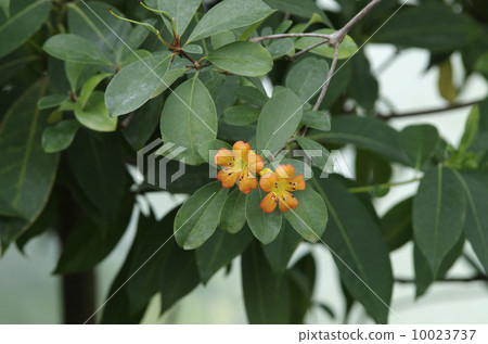 Rod dendron · Christianie Rod dendron · Christianie 10023737