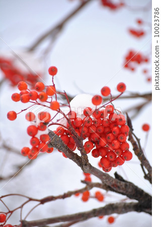Nanakamado when it was first snow 10023786