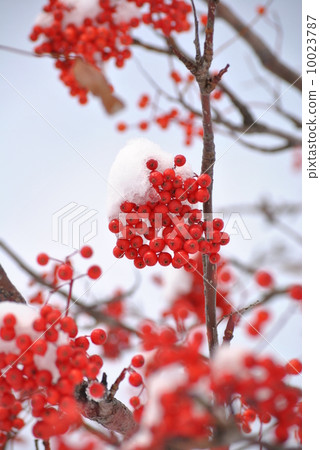 Nanakamado是第一場雪 10023787