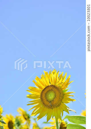 向日葵和晴朗的天空 向日葵和晴朗的天空 10023801