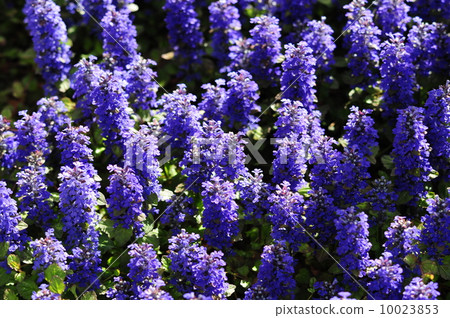 Ajuga Ajuga 10023853