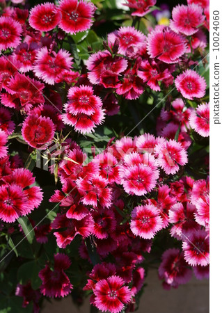 It is called Beard Nakkiko Beauty Women's Nikko. 10024060