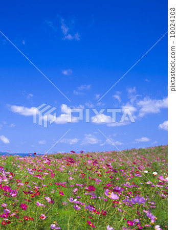 Cosmos cosmos field 10024108