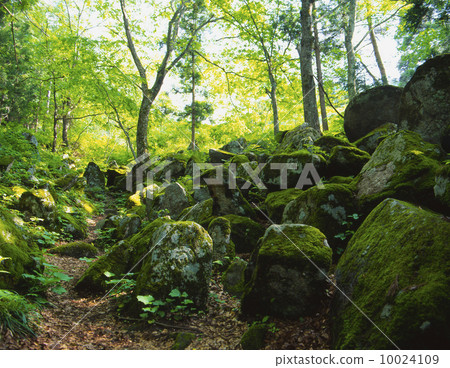 Five-star homepage 10024109